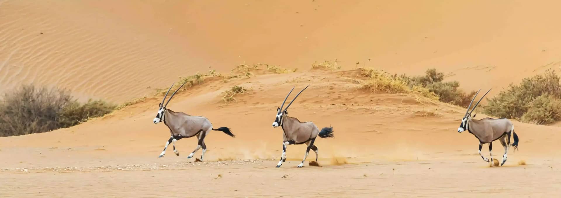 Dubai Deserts